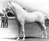 История американского альбиноса