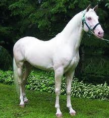 Особенности породы Особенности породы