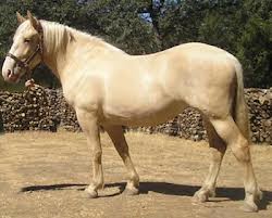 Наследственные особенности Наследственные особенности