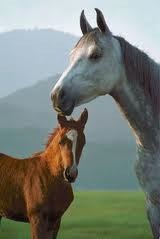 Ахалт-Сервис Ахалт-Сервис