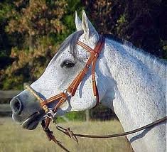 Как одеть недоуздок?