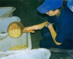 Кормление, правильный рацион Кормление, правильный рацион