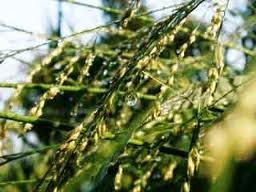 Необходимые составляющие для рациона 