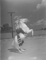 Старая Бабуля