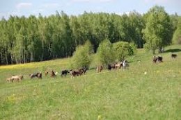 Конный завод им. В. Шамборанта