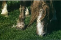 Выводим лошадь на пастбище 