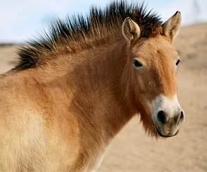 Лошадь Пржевальского прибыла в Россию Лошадь Пржевальского прибыла в Россию