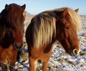 Пригоден ли шампунь для лошадей для человека Пригоден ли шампунь для лошадей для человека